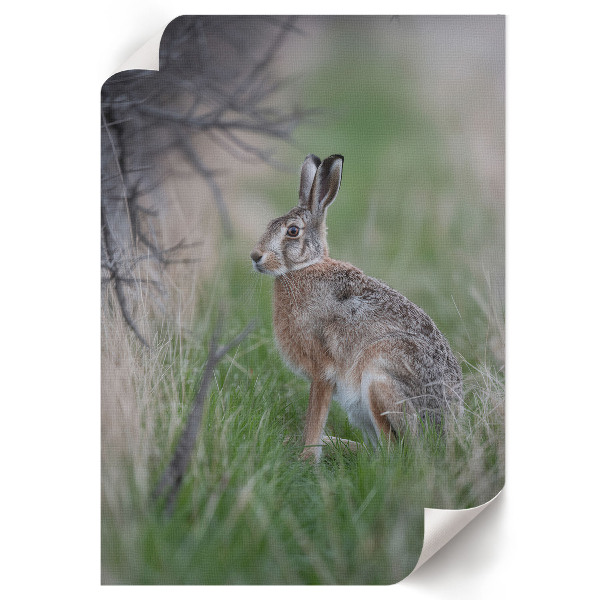 Art print Hare in nature