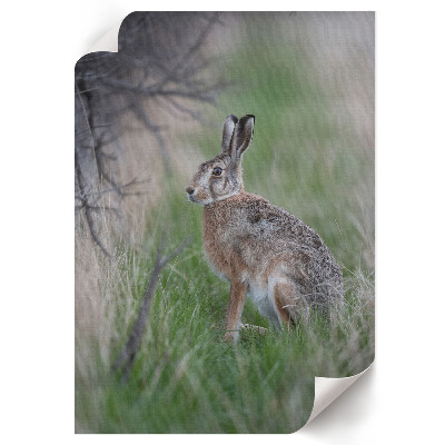 Art print Hare in nature