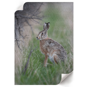 Art print Hare in nature