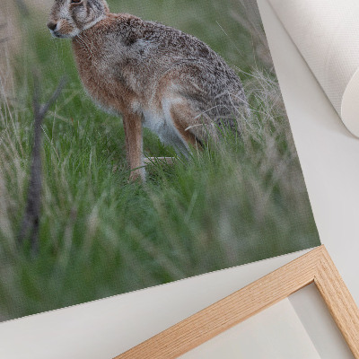Art print Hare in nature