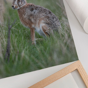 Art print Hare in nature