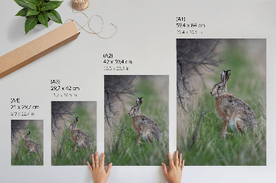 Art print Hare in nature