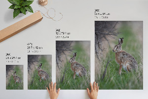 Art print Hare in nature