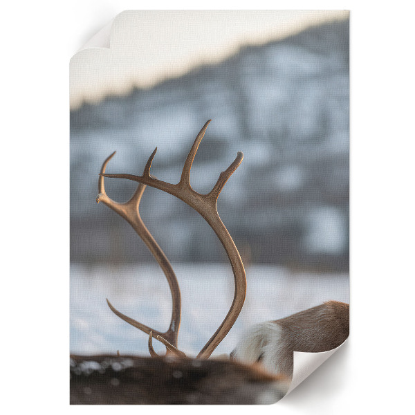 Poster Winter reindeer