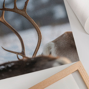 Poster Winter reindeer