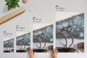Poster Winter reindeer