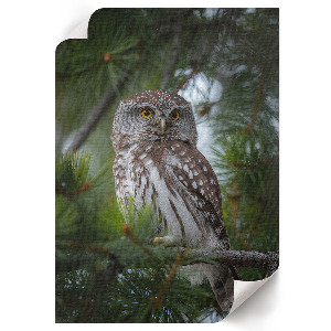 Wall print featuring a forest owl