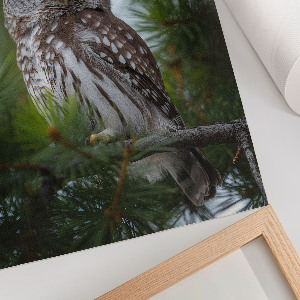 Wall print Forest owl