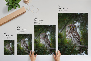 Wall print Forest owl