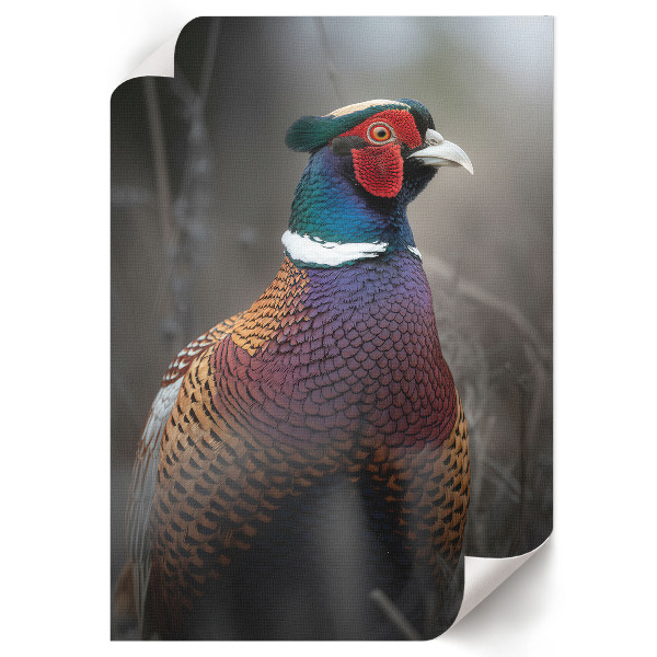 Art print Colorful pheasant