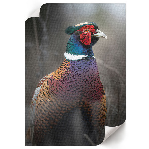 Art print featuring a colorful pheasant