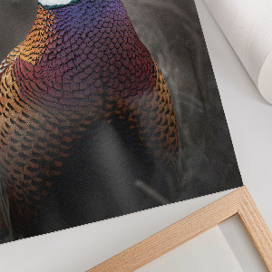 Art print Colorful pheasant