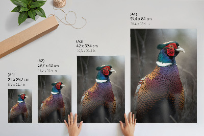 Art print Colorful pheasant