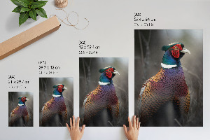 Art print Colorful pheasant