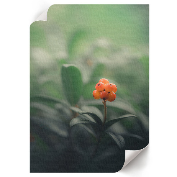 Poster with orange berries