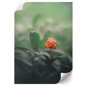 Poster with orange berries