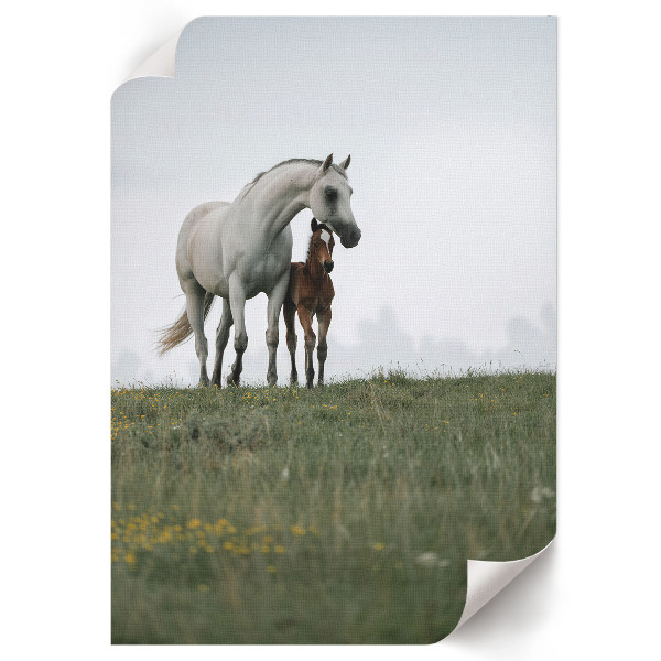 Wall print Horses in the meadow