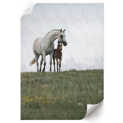 Wall print Horses in the meadow
