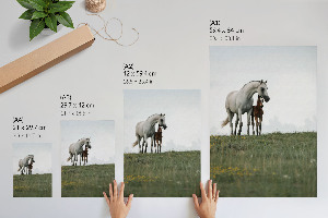 Wall print Horses in the meadow