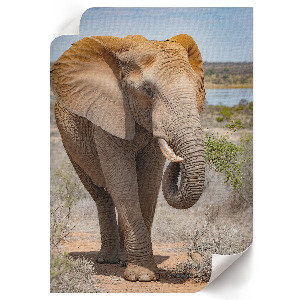 Poster featuring an elephant walking