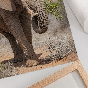 Poster featuring an elephant walking