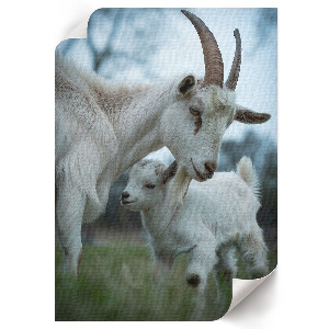Decorative poster Goats together