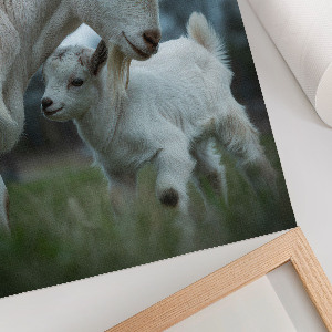 Decorative poster Goats together