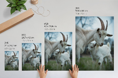 Decorative poster Goats together