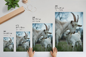 Decorative poster Goats together