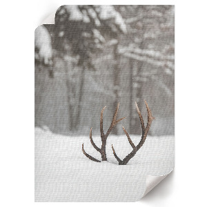 Wall art featuring antlers in the snow
