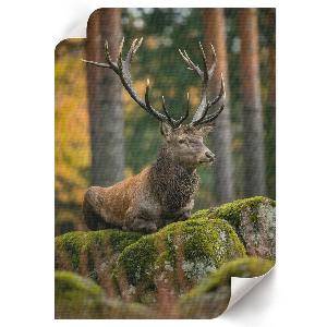 Decorative poster featuring a stately deer