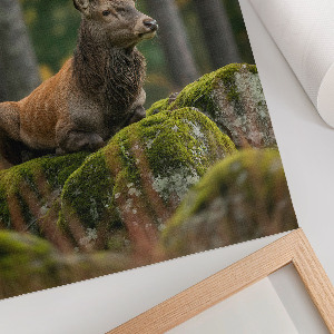 Decorative poster A stately deer