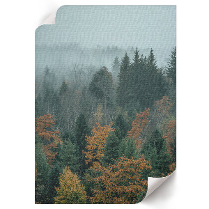 Art print Misty forest