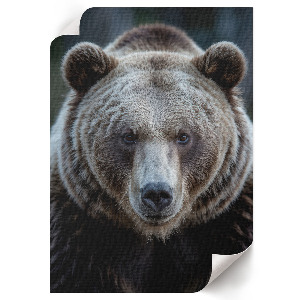 Wall art depicting a bear and the text 