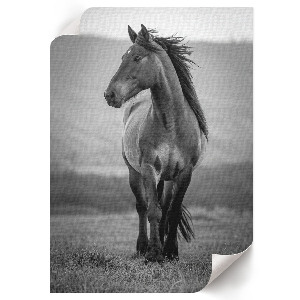 Wall art featuring a stately horse