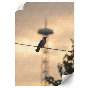 Wall print featuring a bird perched on a cable