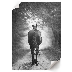 Poster A horse in the forest