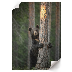 Wall print Nature beauty