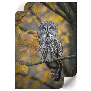 Poster featuring an autumn owl
