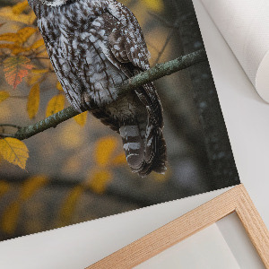 Poster Autumn owl