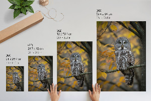 Poster Autumn owl