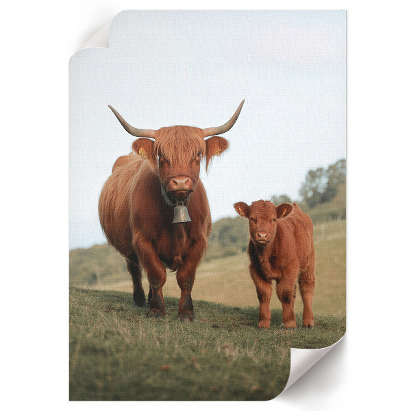 Art print Bull and calf