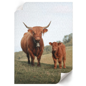 Art print depicting a bull and calf