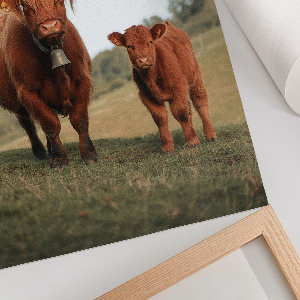 Art print Bull and calf