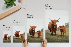 Art print Bull and calf