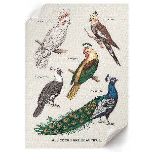 Poster with colorful birds