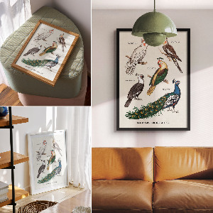 Poster Colorful birds