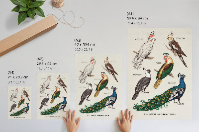 Poster Colorful birds