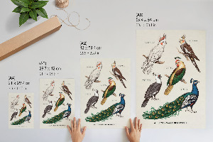Poster Colorful birds
