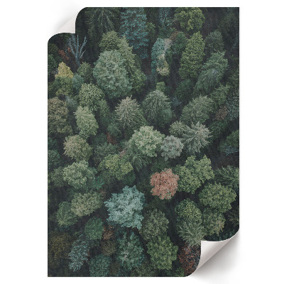 Wall art Forest from above